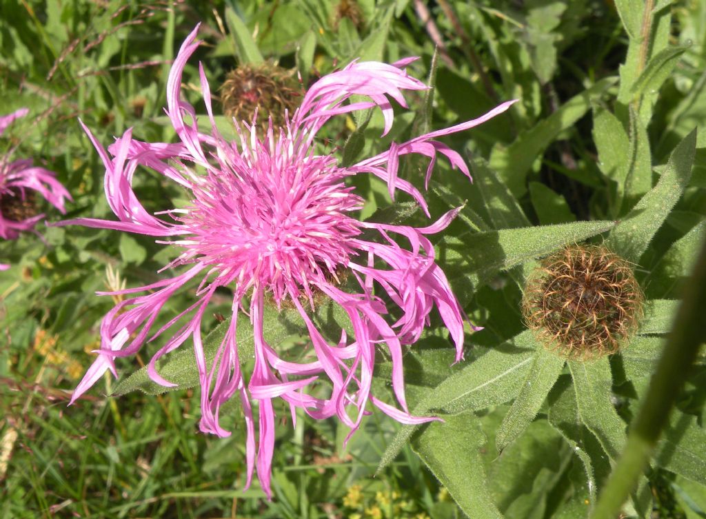 Centaurea nervosa